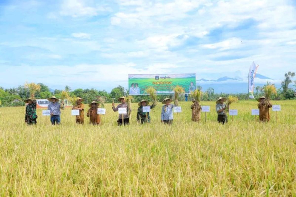 Pompanisasi di Lombok Tengah tingkatkan produksi padi