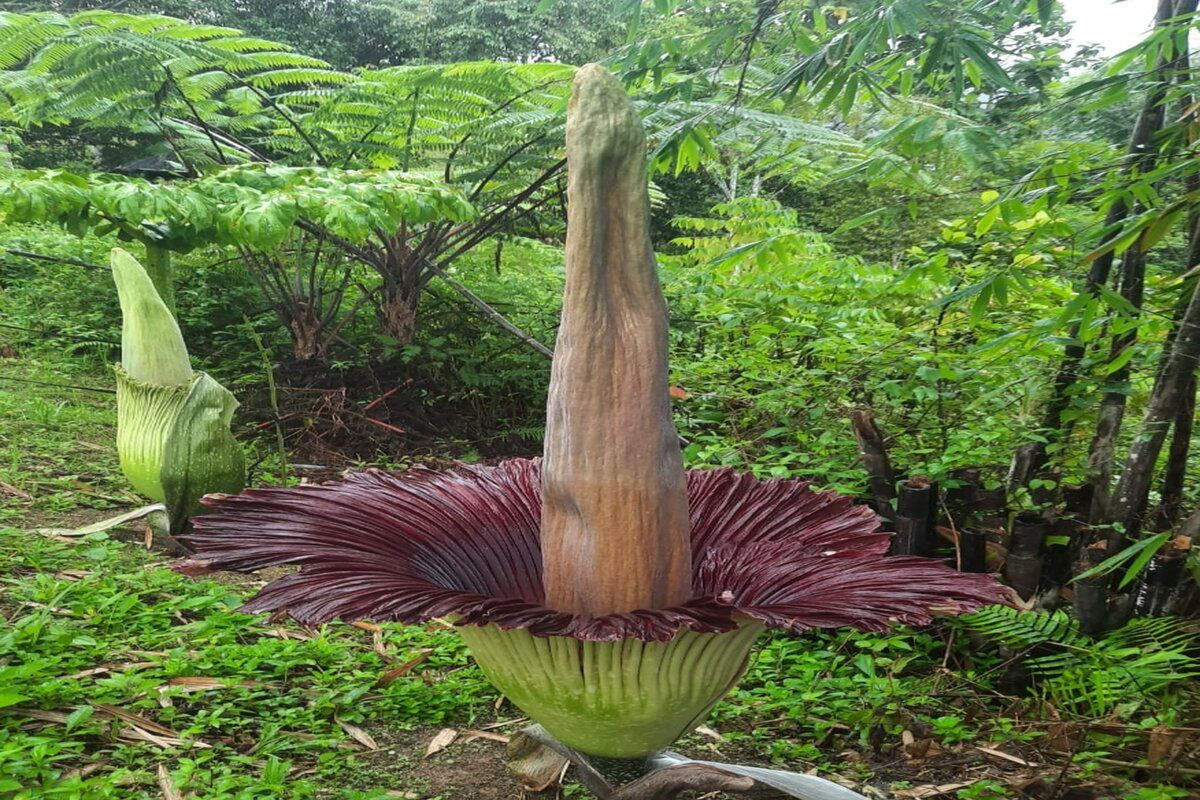 Bunga bangkai raksasa kembali mekar di Kebun Raya Liwa