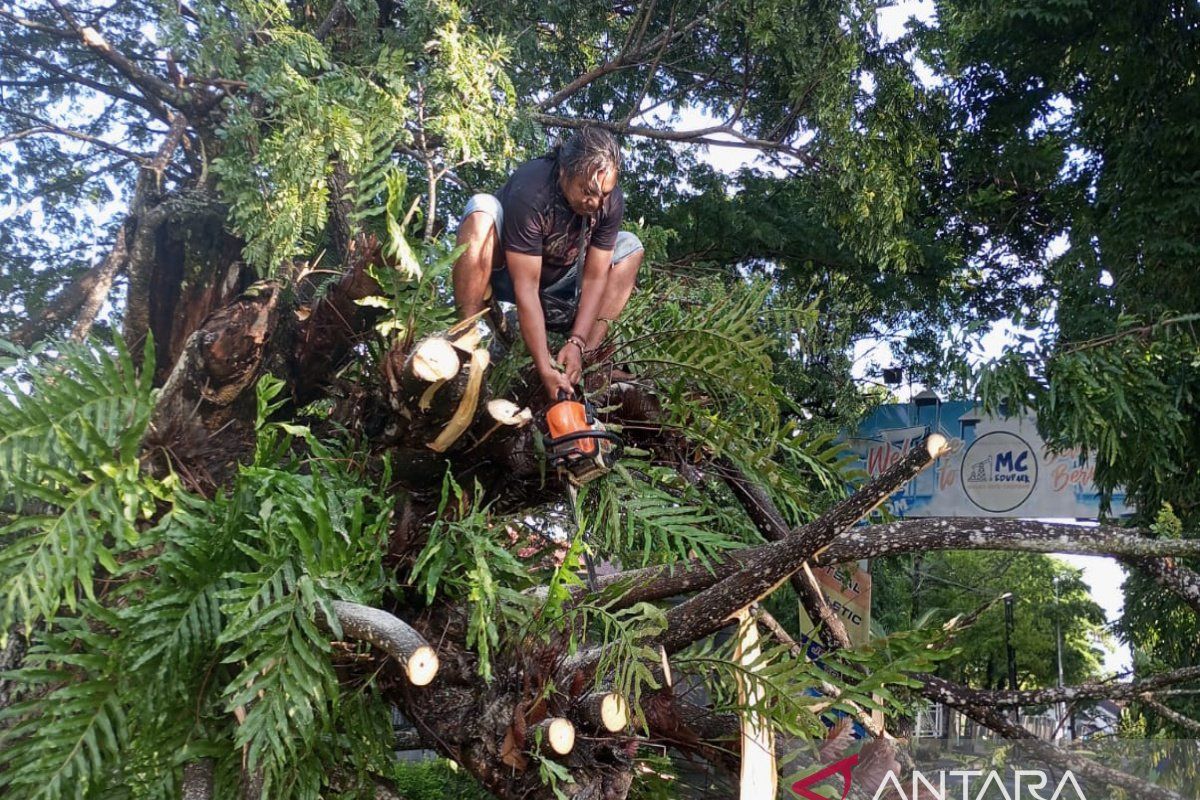 Pohon trembesi tumbang terkena hujan angin kencang