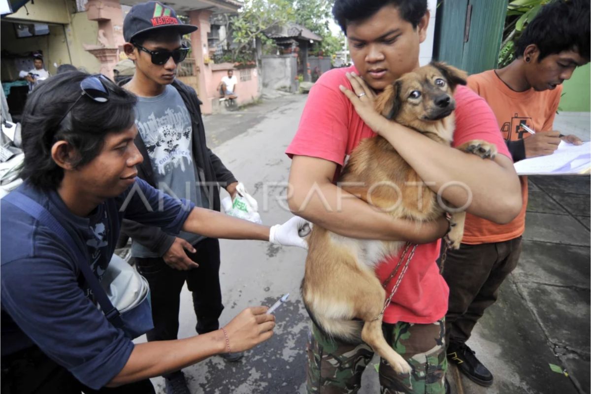 Ini perbedaan klinis kucing dan anjing yang terinfeksi rabies