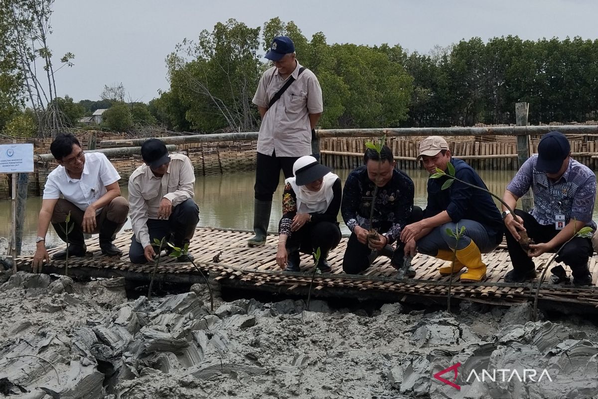 Kementerian LH targetkan bangun areal mangrove 800 Ha di Demak