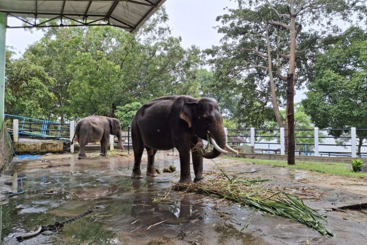 Disporapar Wonogiri  sebut gajah yang dirantai sedang birahi