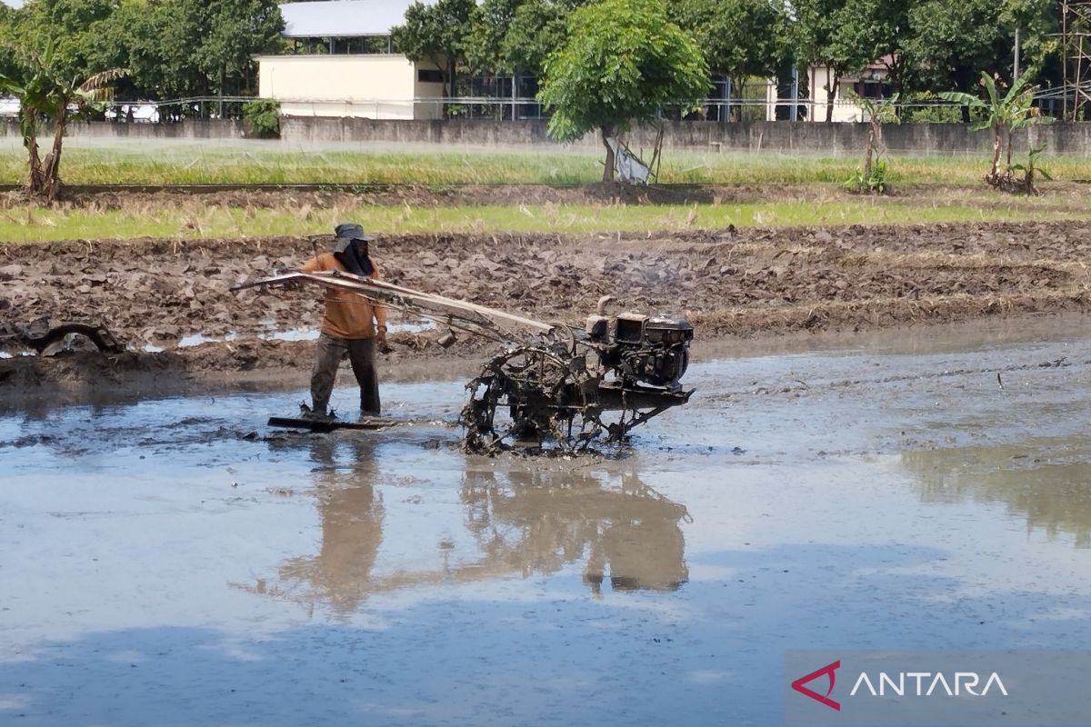 Pemkab Kudus targetkan  areal tanam padi tahun 2025 seluas 26.000 ha