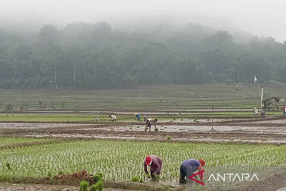 Dinas Pertanian:  Musim tanam I di Banyumas berlangsung mundur