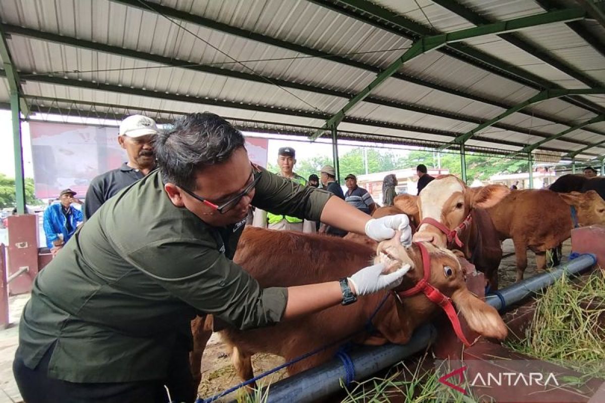 Pemkab Demak perketat pengawasan  lalu lintas ternak cegah PMK