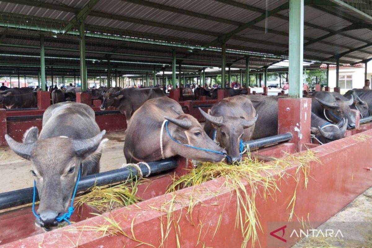 Dinas  Pertanian Kudus susun peta persebaran penyakit hewan ternak