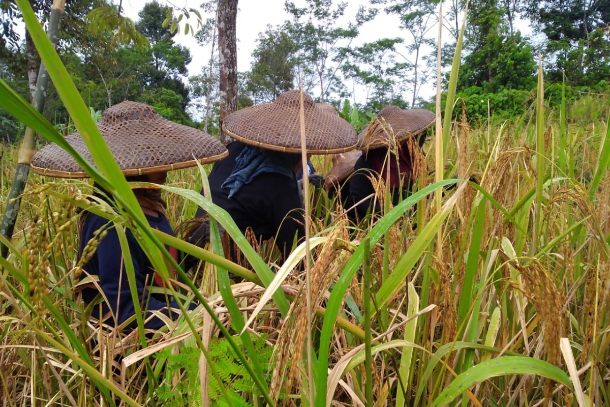 Petani Lebak masih lestarikan padi gogo dukung swasembada pangan 