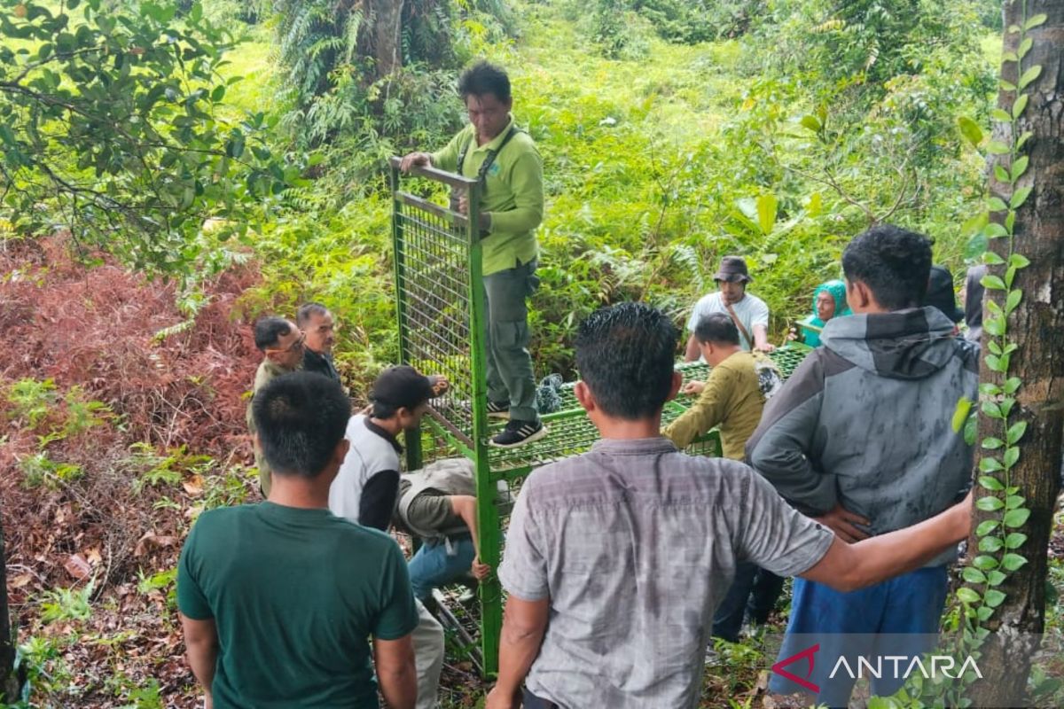 Petani sawit Mukomuko was-was saat panen, khawatir serangan harimau 