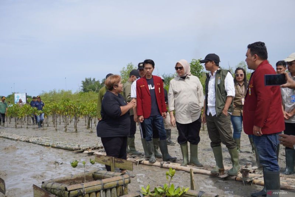 Menhut targetkan tanam mangrove di 1.500 hektare lahan setahun