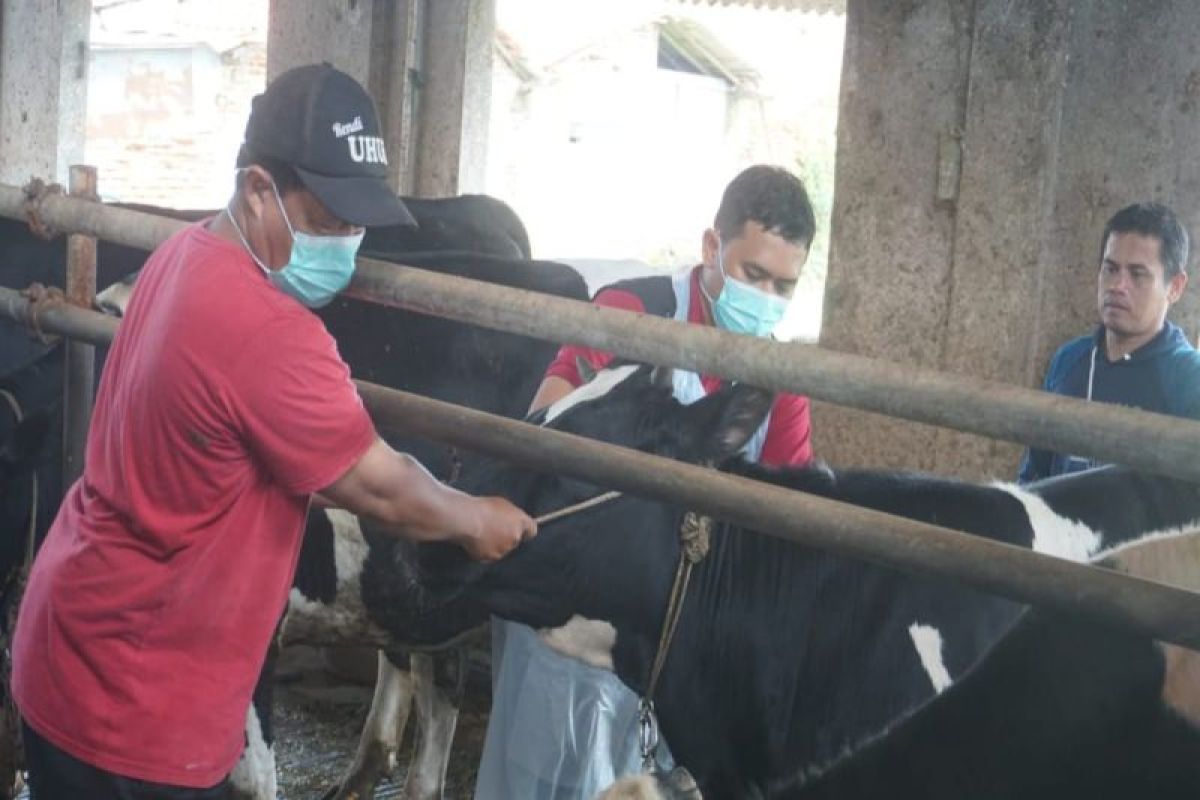 Pemkot Pekalongan  vaksinasi 150 sapi guna cegah Penyakit Mulut & Kuku