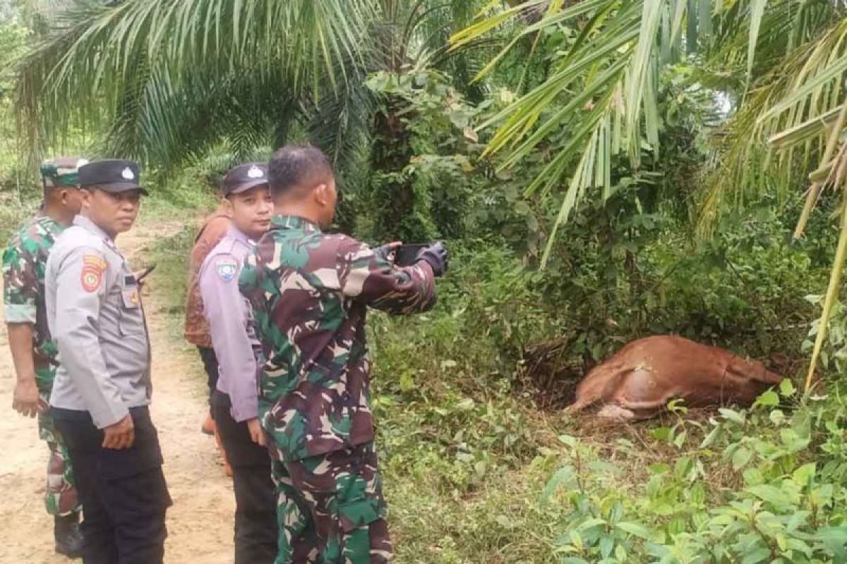 Polres: Tiga sapi warga di Aceh Timur dimangsa harimau sumatra 