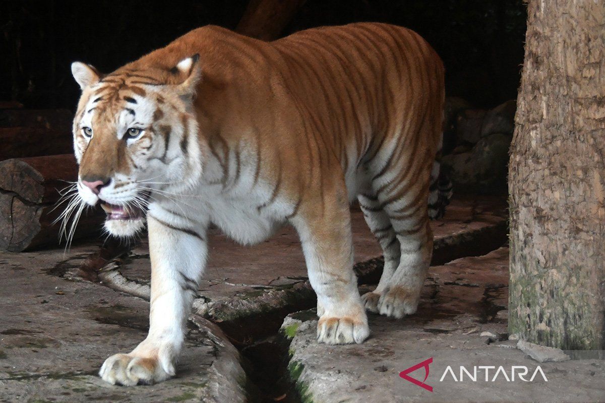 Jupiter seekor Golden Tiger spesies langka harimau Benggala, menjadi koleksi baru Taman Safari Indonesia, Bogor.