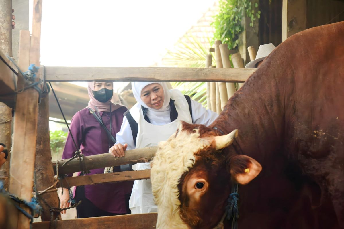 Khofifah optimistis stok hewan ternak di Jatim aman jelang Ramadhan