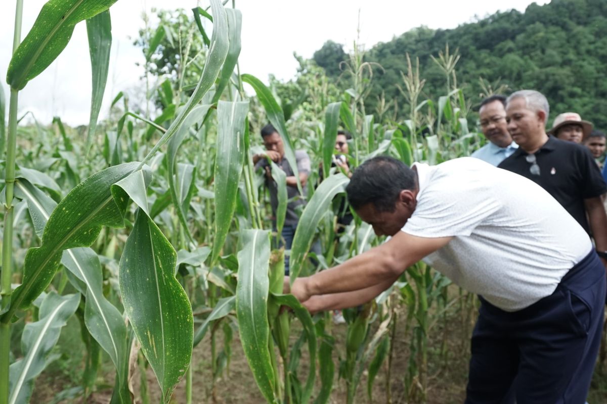 Mentan ajak petani jagung semangat menanam dukung swasembada pangan