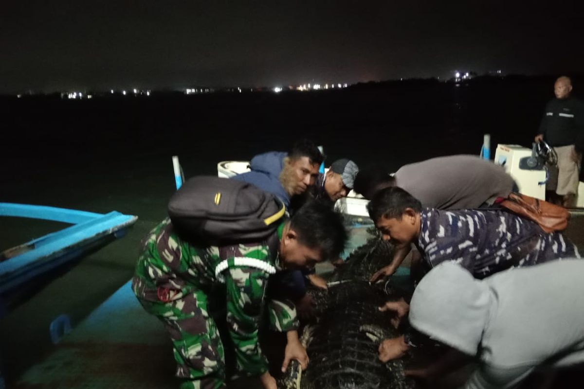 Lantamal IV kerahkan personel cari dan evakuasi buaya di Pulau Bulan