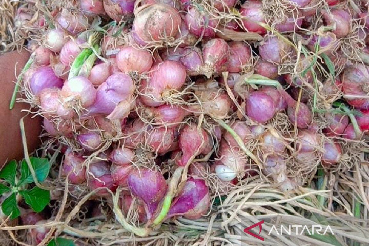 Harga bawang merah di Situbondo turun jadi Rp18.000/kg