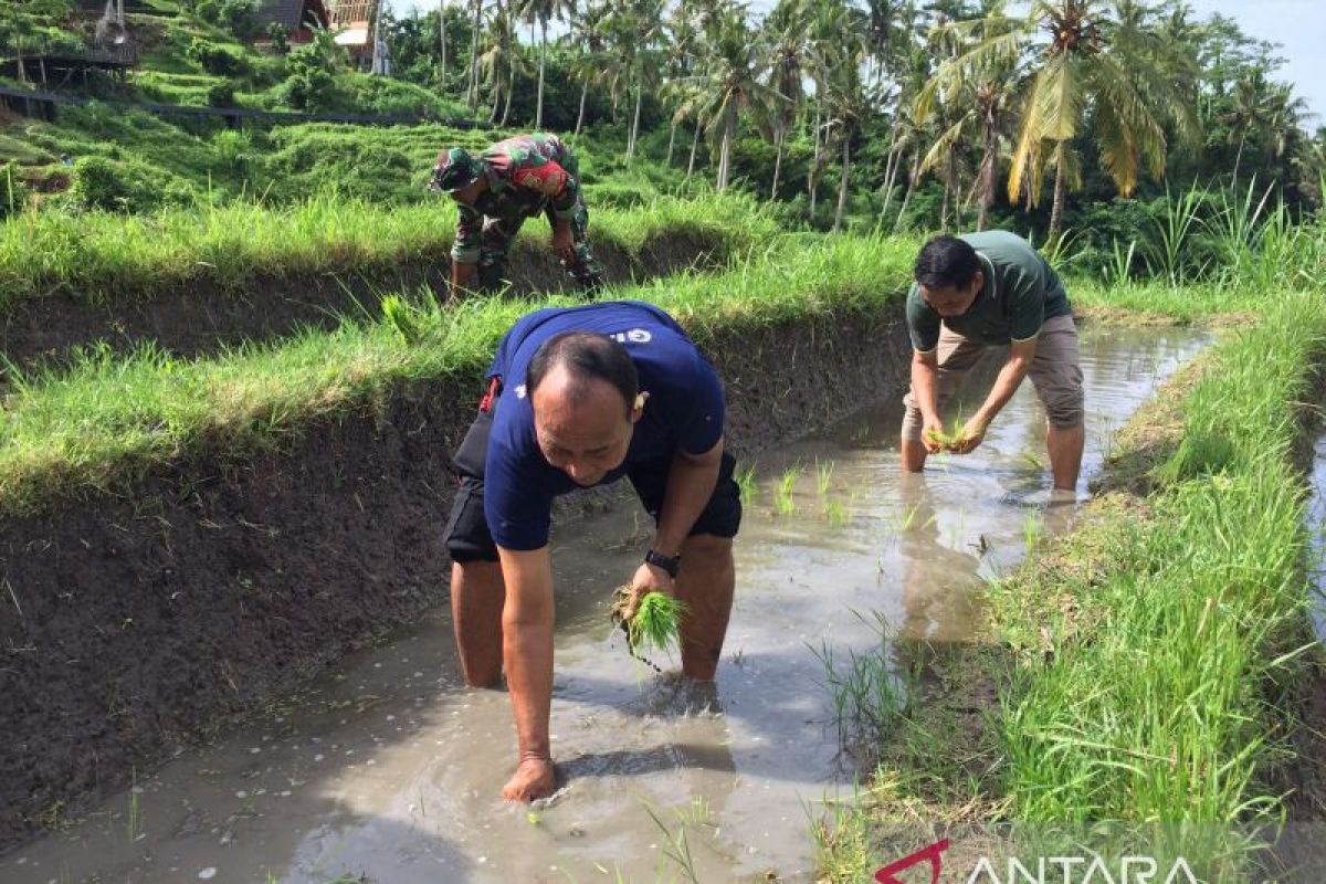 Pemkab Gianyar gencarkan tanam padi organik