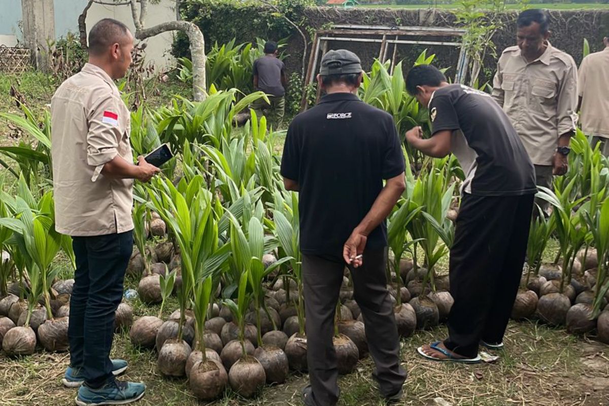 Ratusan petani di Banyumas-Kebumen peroleh bantuan bibit kelapa