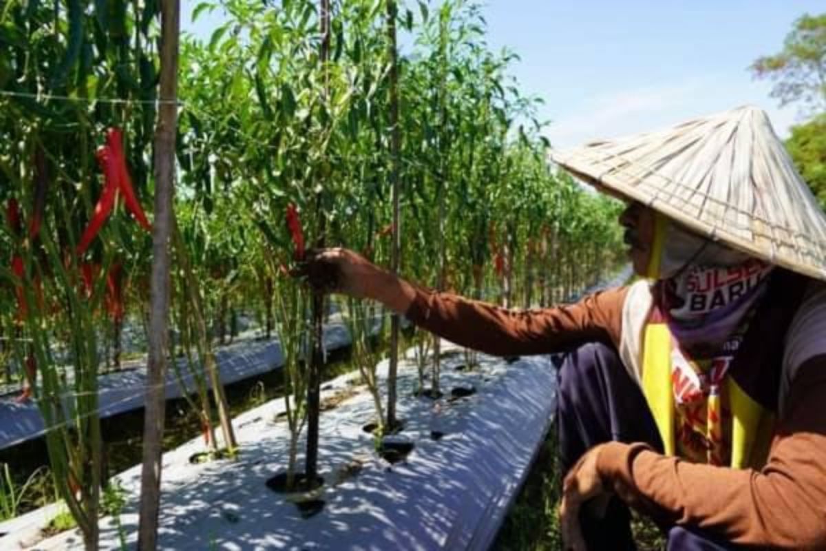 PLN Sulselrabar berkomitmen dukung pengusaha agrikultur