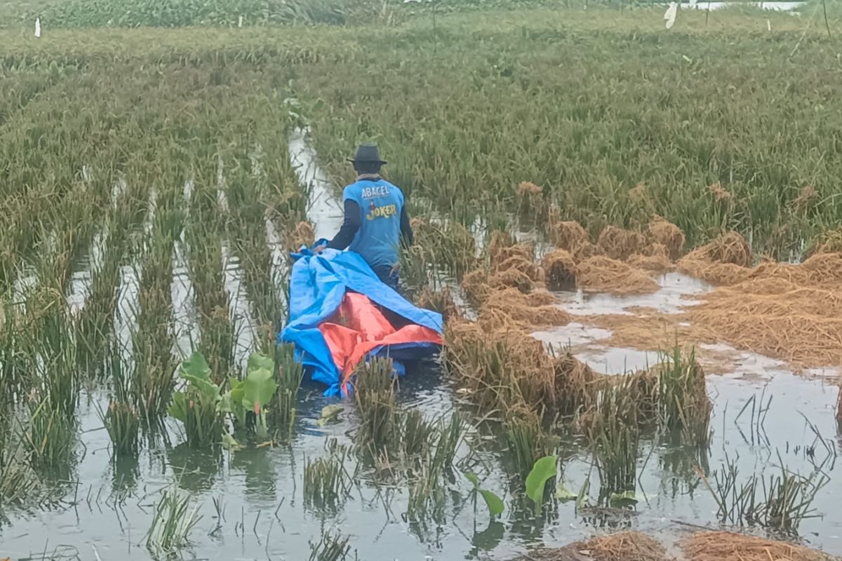 Petani di Cilincing Jakut terancam gagal panen akibat banjir