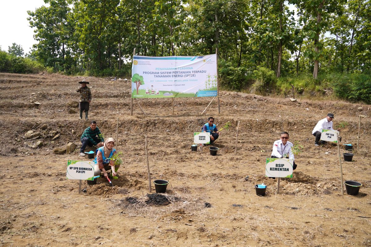 PLN dan Kementan memulai program tanaman energi di Brebes Jateng