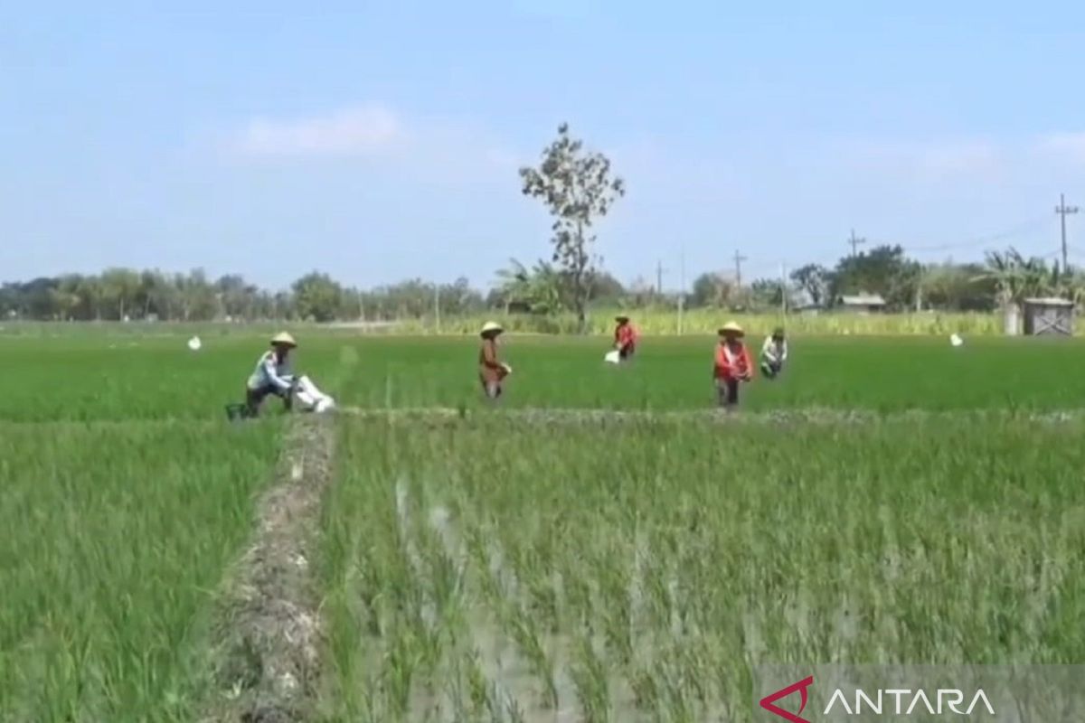 Luas tanam padi di Ngawi 2024 capai target 100 persen