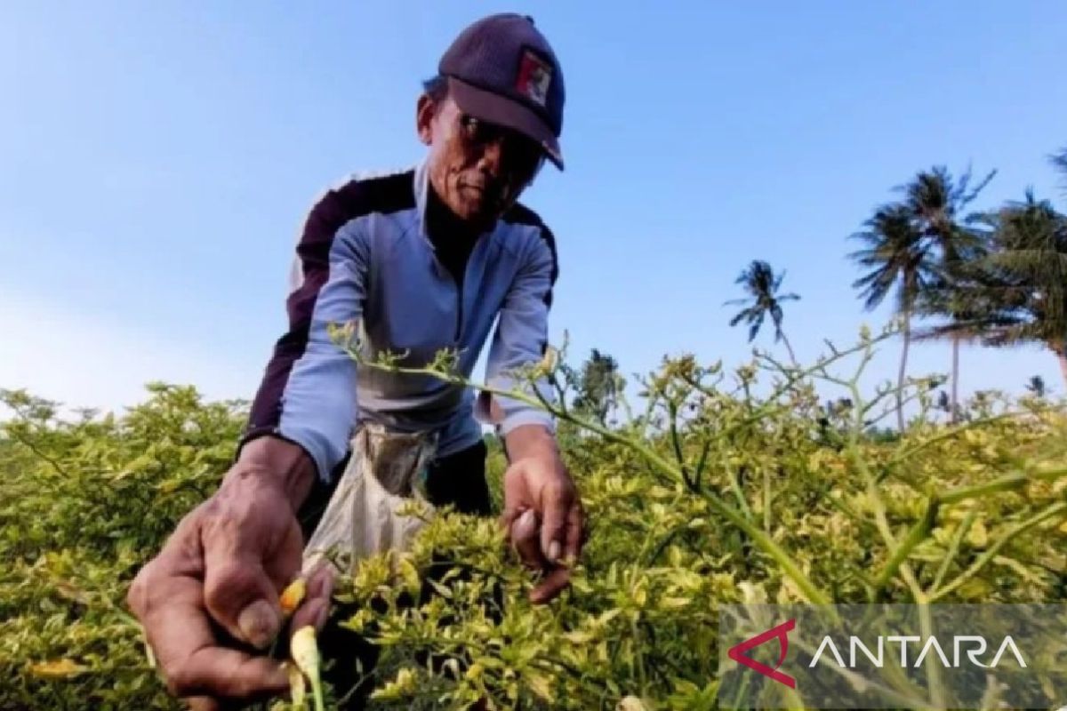 Harga cabai rawit merah di Situbondo turun jadi Rp40.000/kg