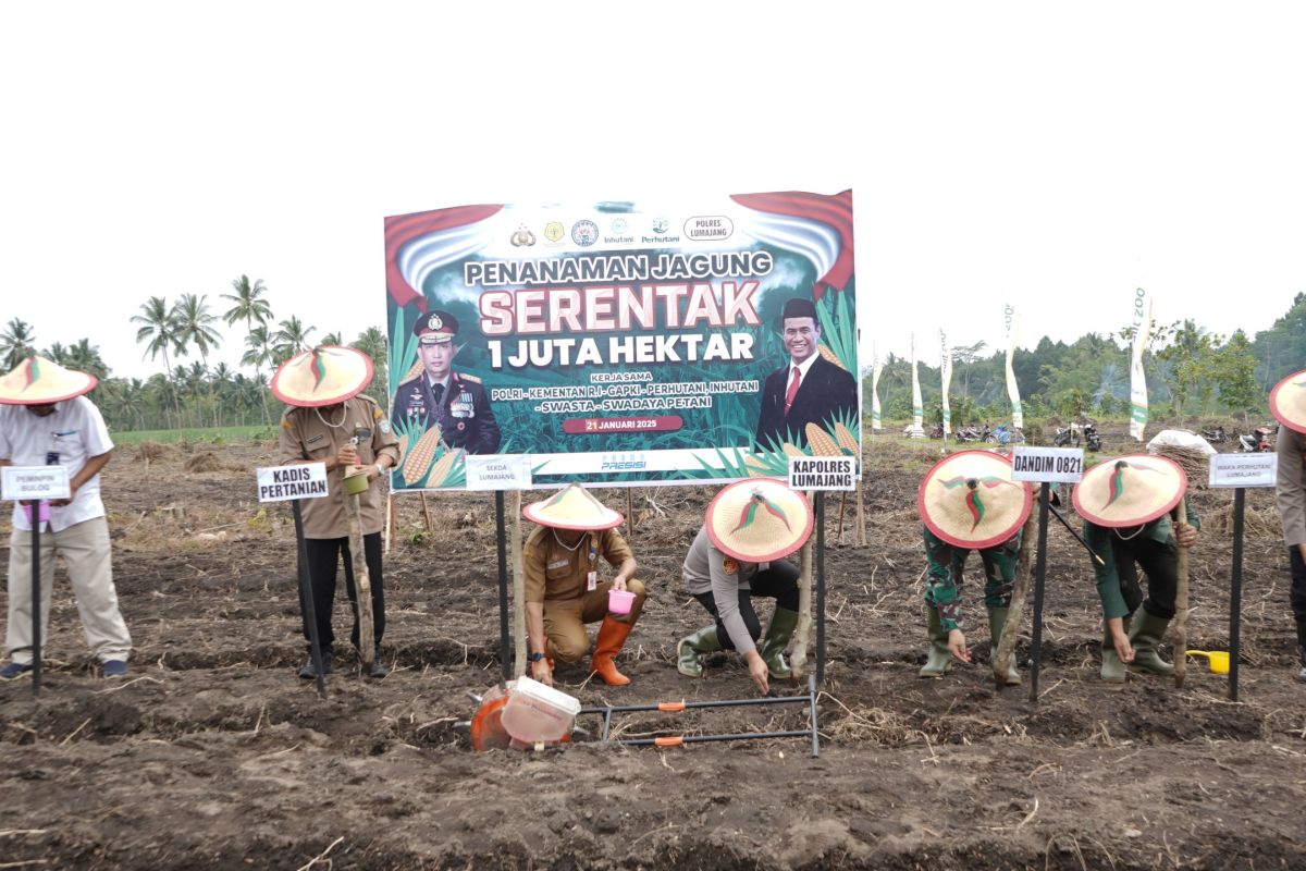 Dukung swasembada pangan, Forkopimda Lumajang tanam jagung serentak