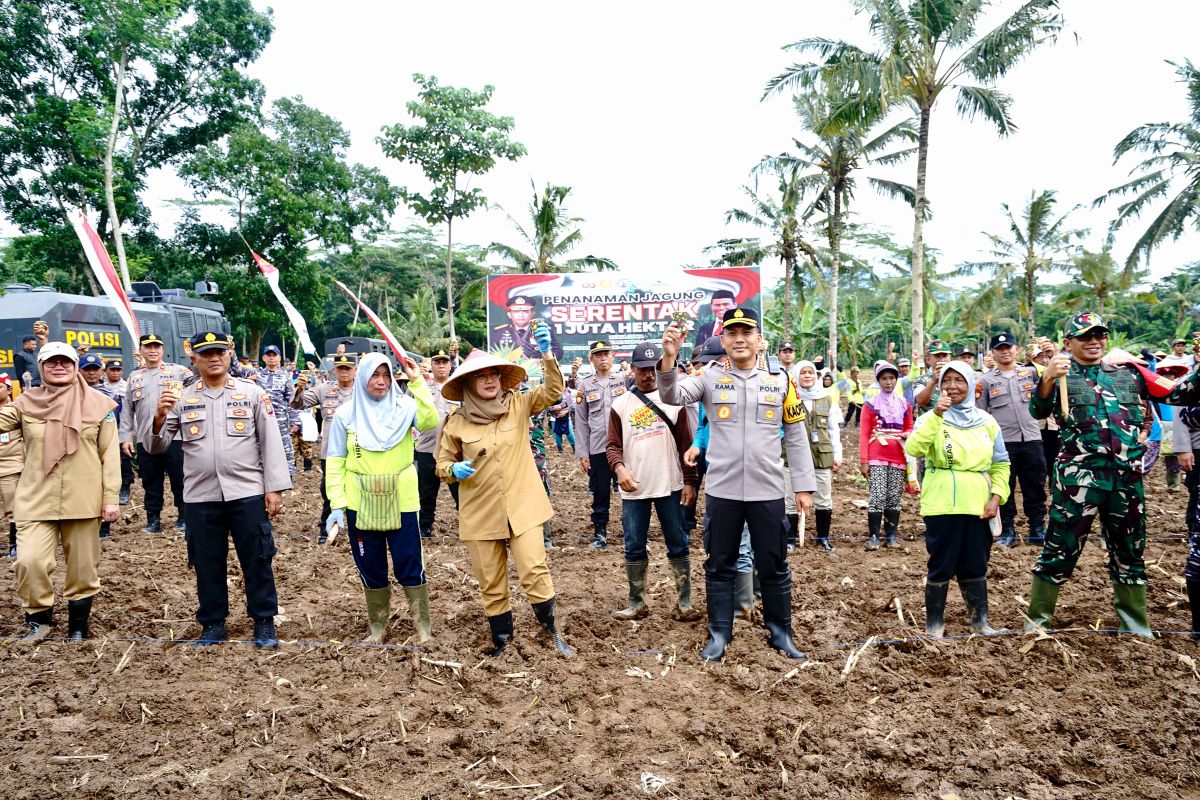 Banyuwangi siapkan lahan 650 Ha dukung swasembada pangan nasional