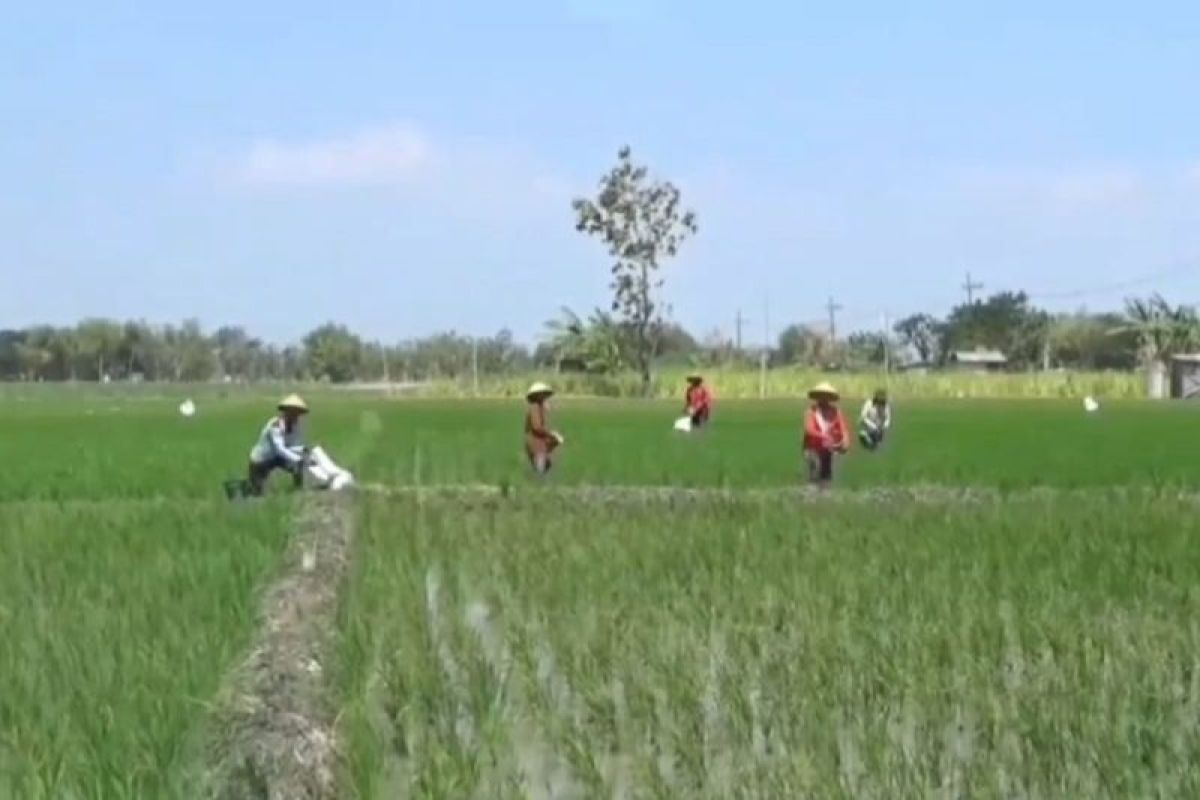 DKPP Ngawi catat produksi padi petani pada 2024 meningkat