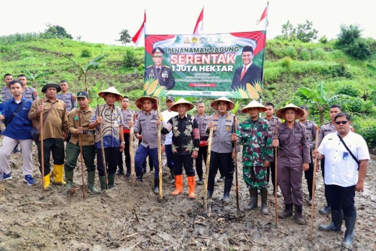 Kudus  targetkan tanam jagung di lahan baru seluas 34,5 hektare