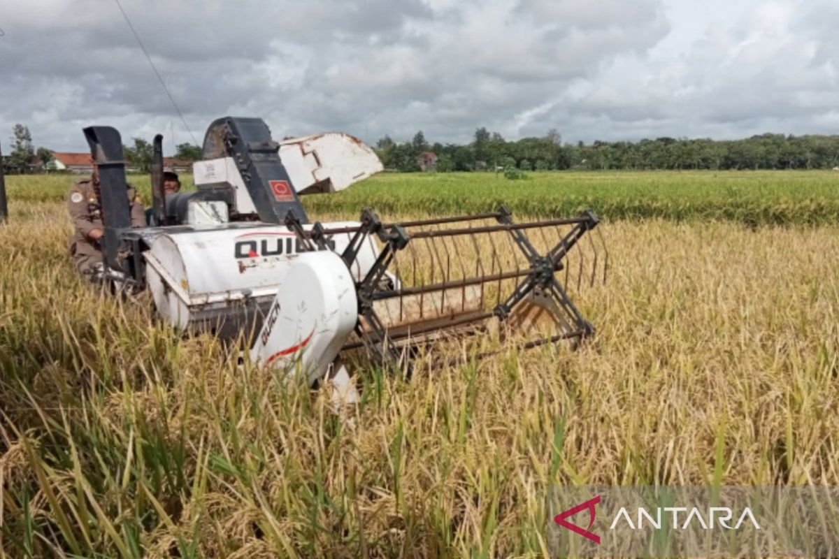 DKPP Bantul pastikan stok padi jelang bulan Ramadhan aman