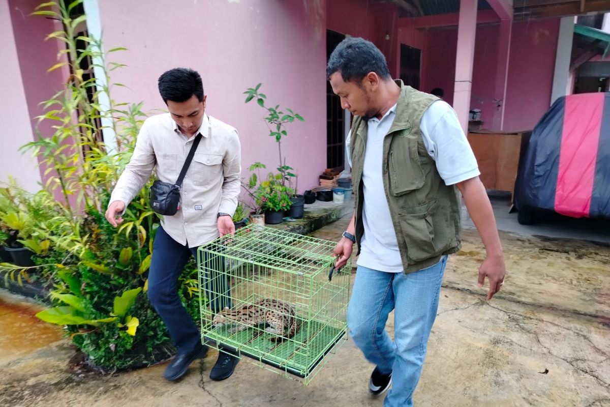 BKSDA Sumbar terima seekor satwa dilindungi dari warga Agam