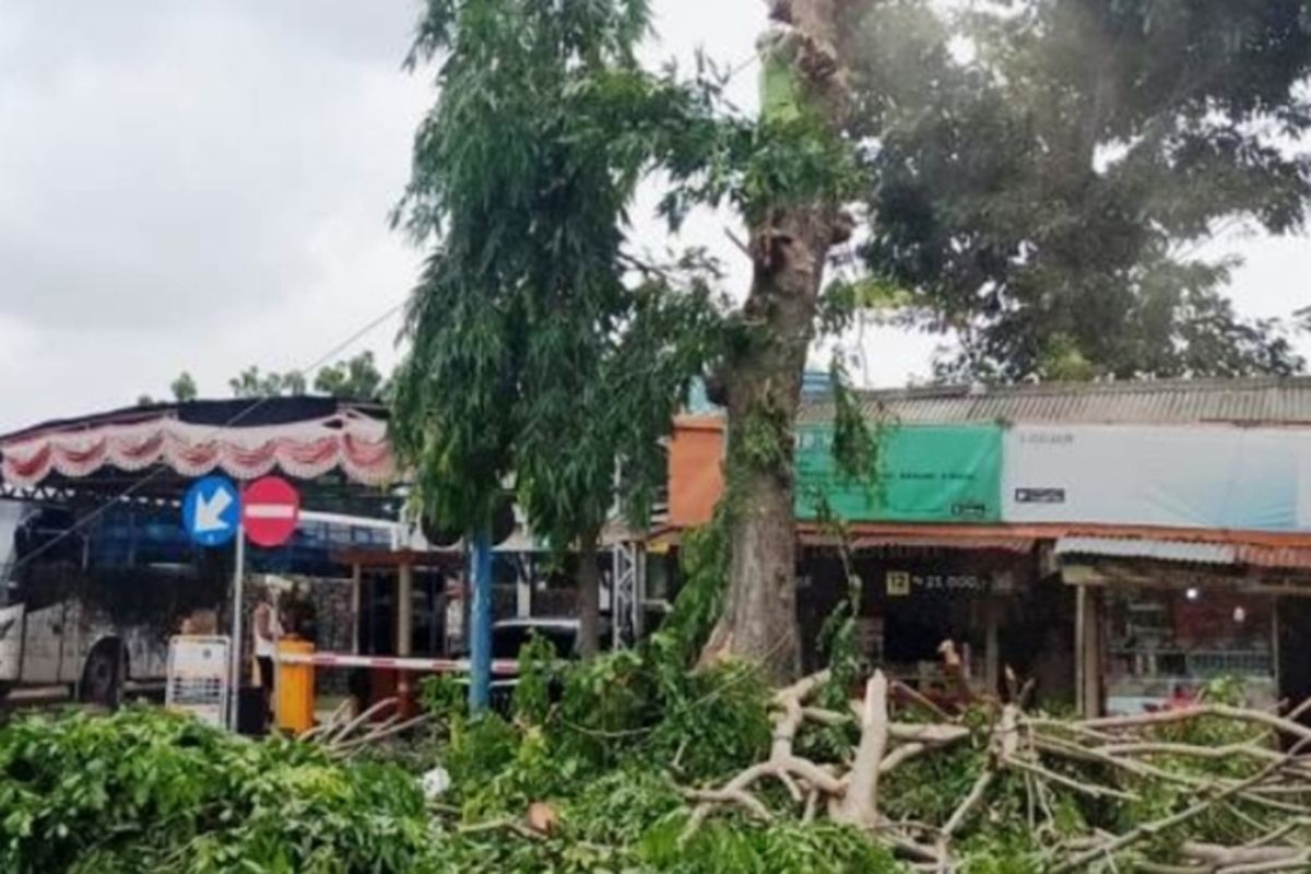 Sudin Tamhut pangkas pohon yang menutupi penerangan Terminal Kalideres