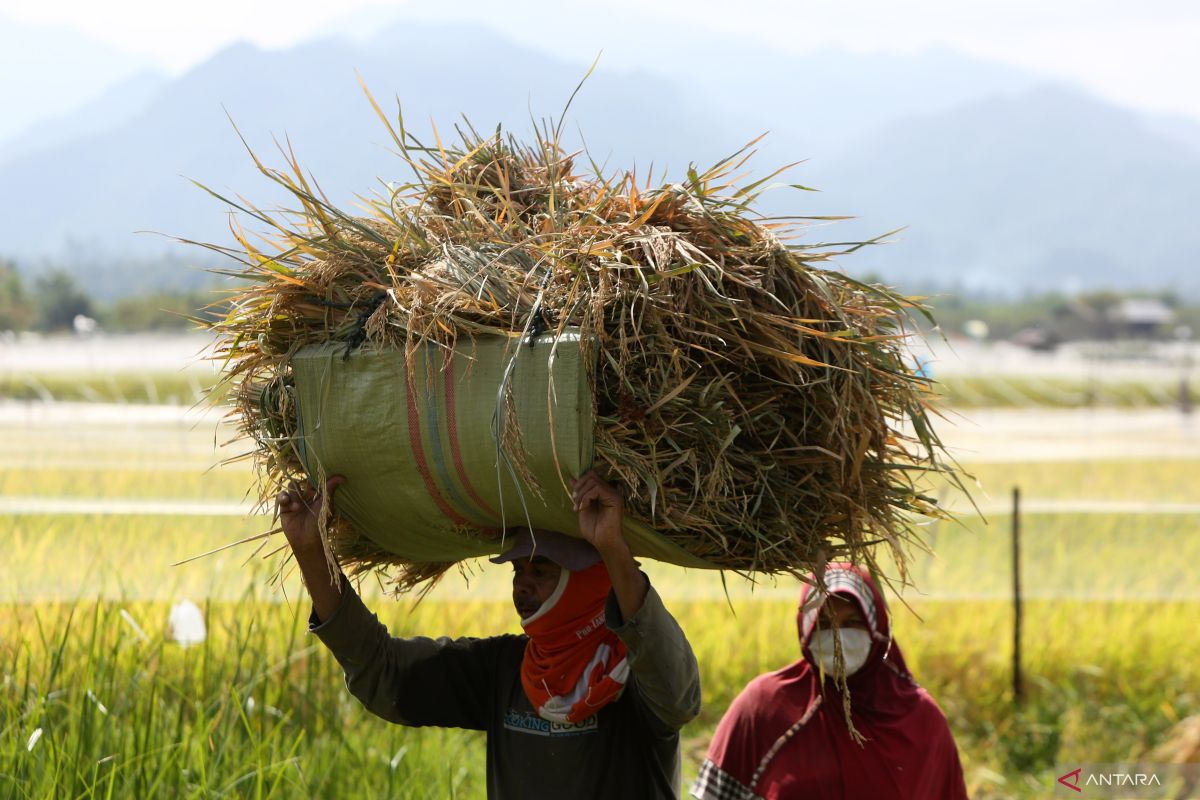 Membangun optimisme keberlimpahan produksi beras nasional