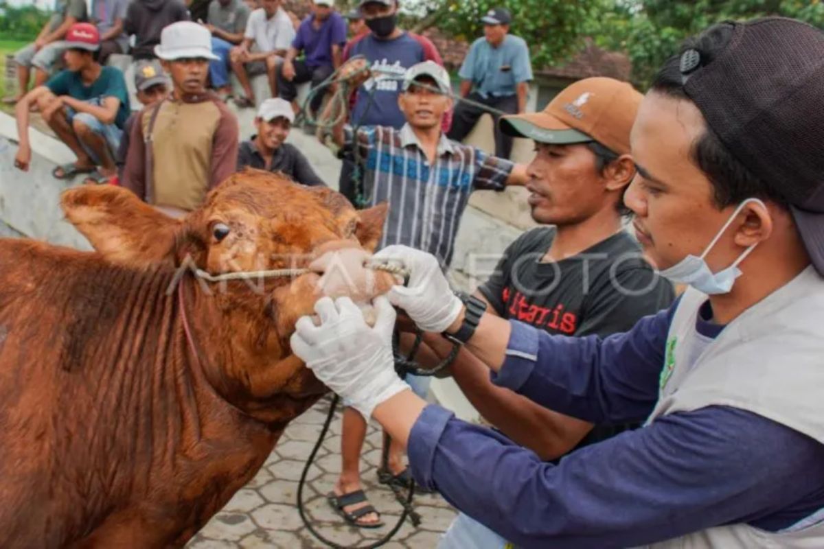 Fapet UGM: Obat herbal penting untuk penyembuhan ternak terjangkit PMK