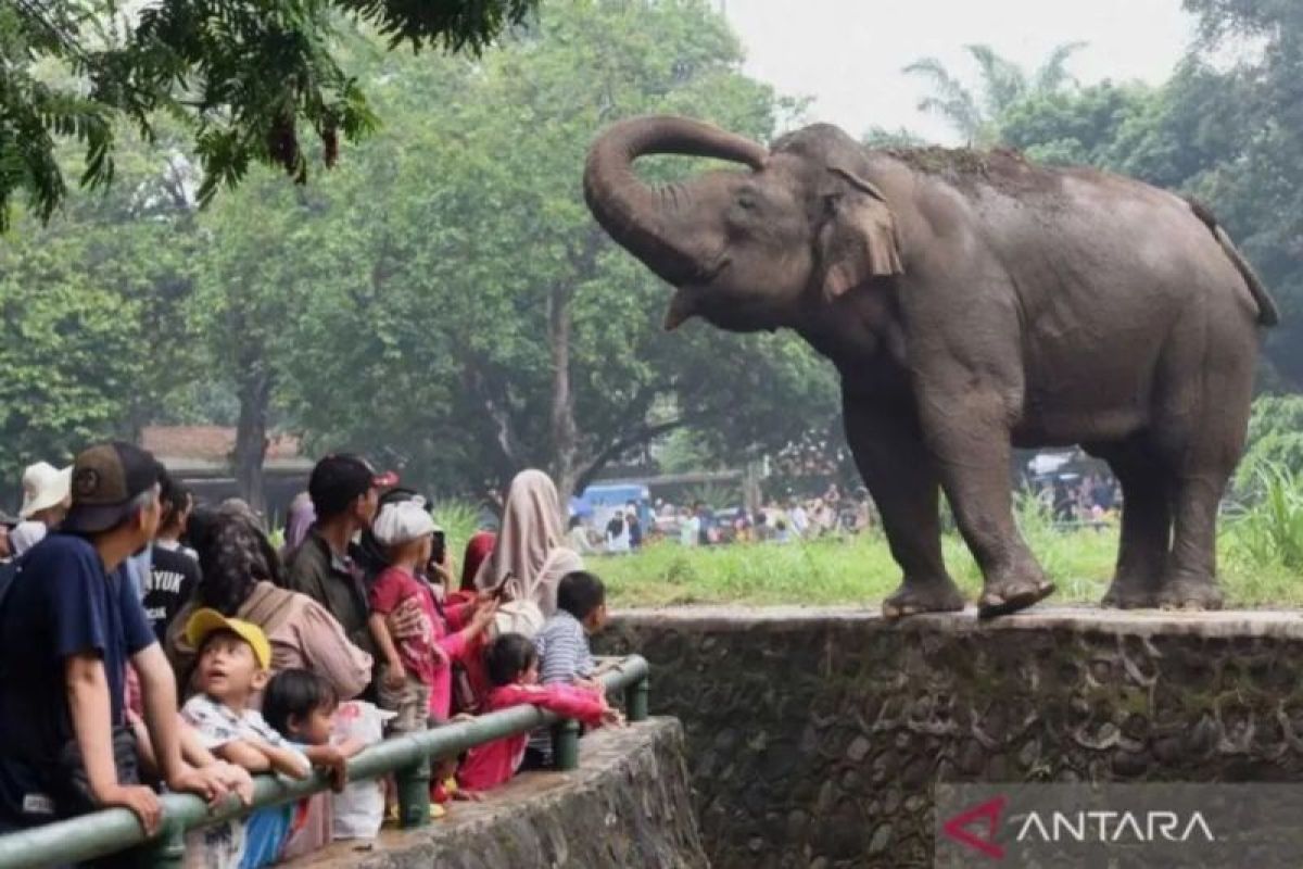 Margasatwa Ragunan bidik 100.000 pengunjung selama liburan Imlek