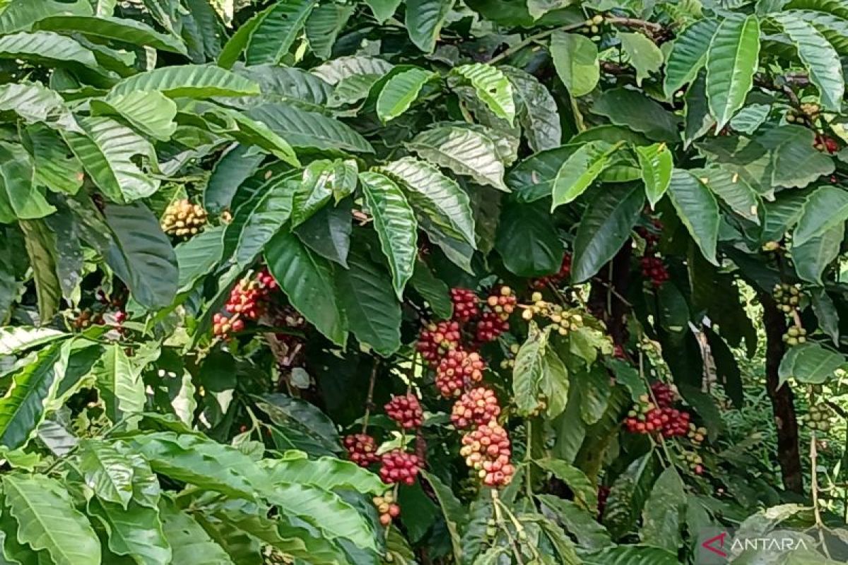 Pengelola ingatkan petani jaga kualitas kopi Temanggung