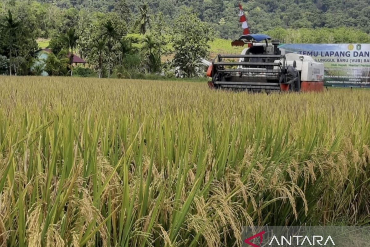 Guru besar: Ekstensifikasi masih jadi solusi swasembada padi di Kalbar