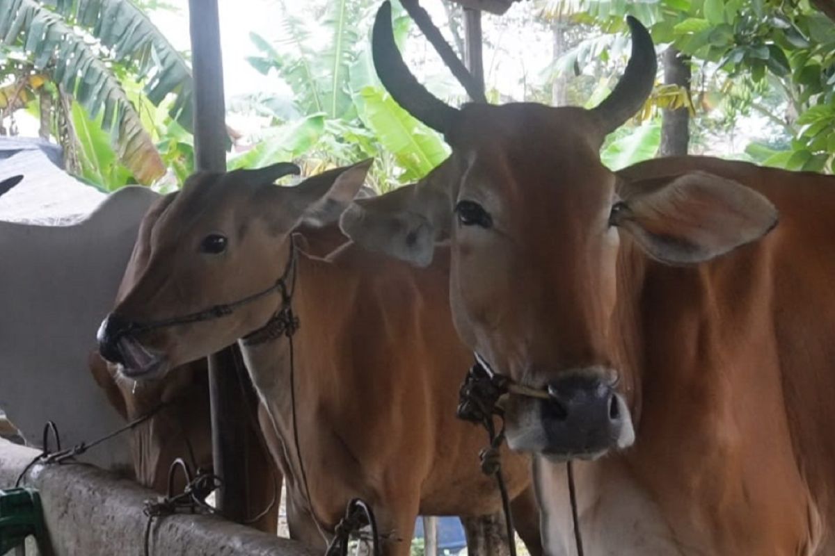 109 ekor sapi di Babel sembuh dari PMK