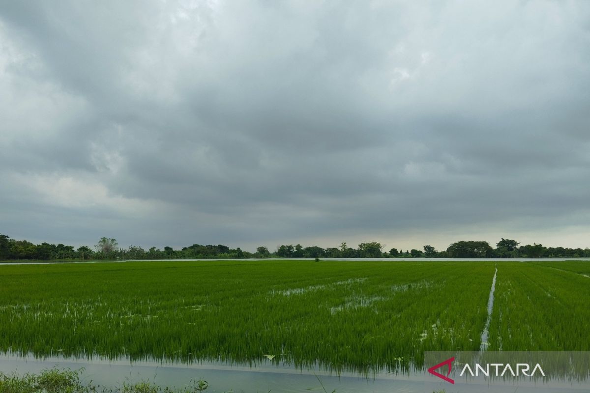 Tanaman  padi seluas 717 ha di Kudus tergenang banjir