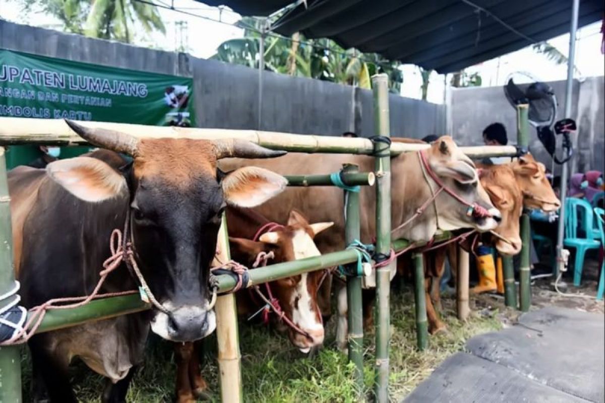 Tutup 10 hari, pasar hewan di Lumajang kembali dibuka