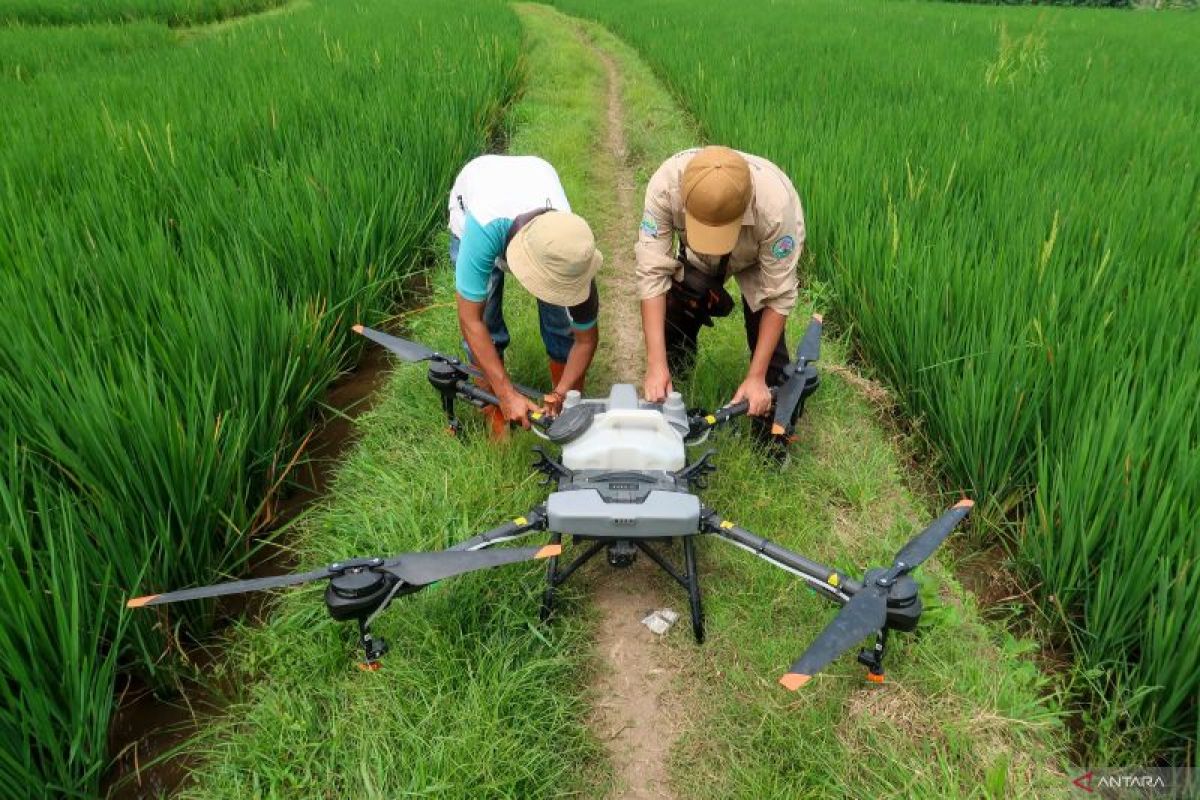 Penggunaan drone untuk penyemperotan persawahan