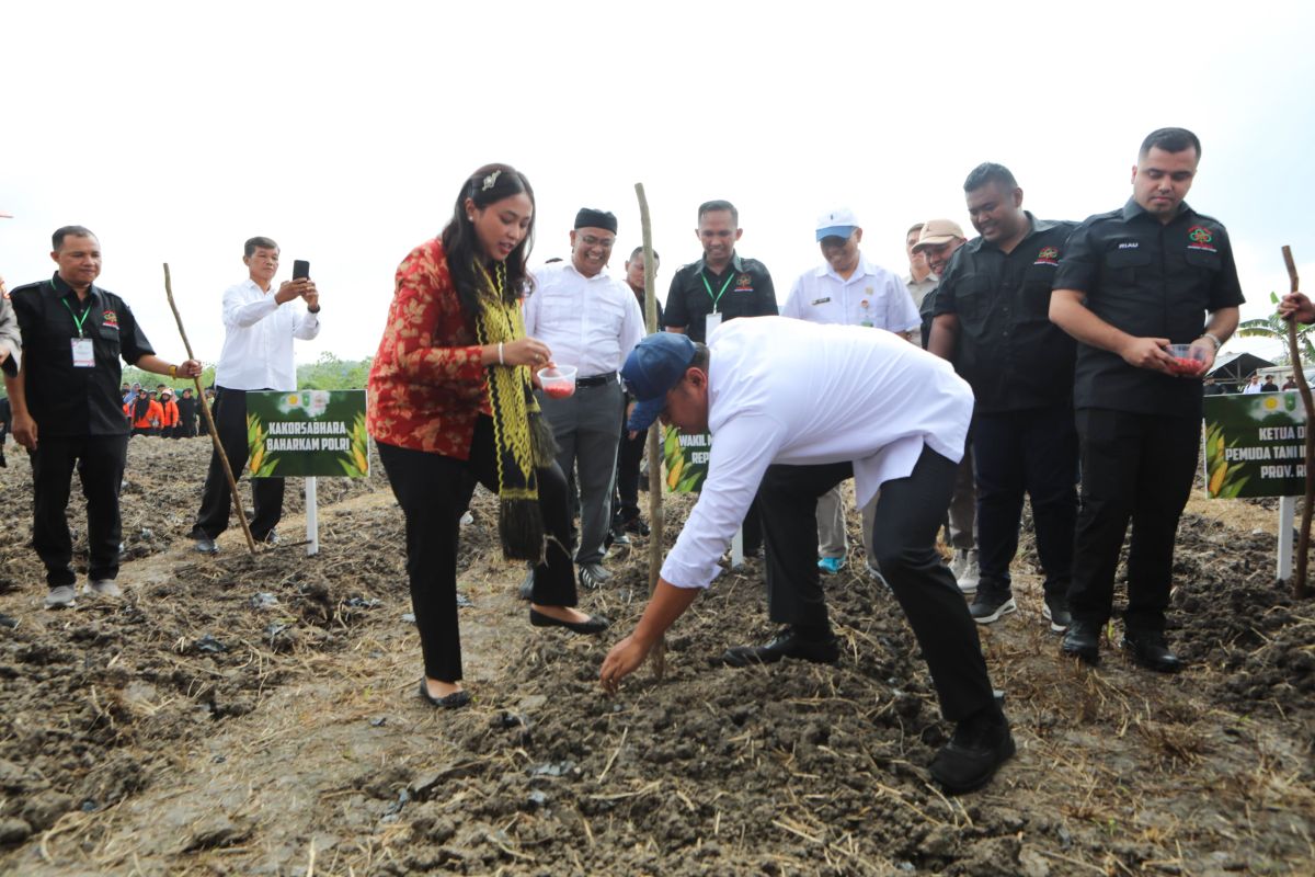 Wamentan: Riau ditargetkan jadi percontohan tumpang sari jagung-cabai