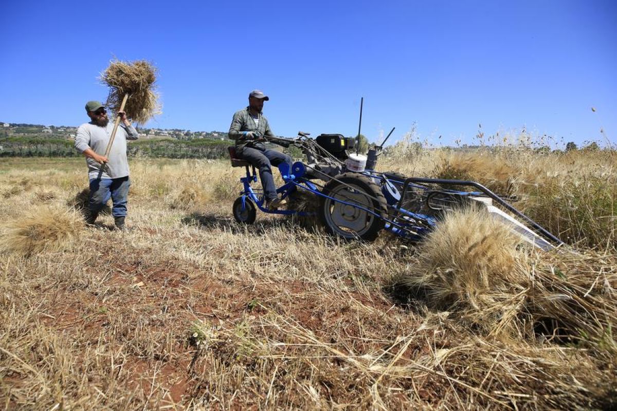 Petani Lebanon serukan aksi darurat untuk atasi kekeringan parah