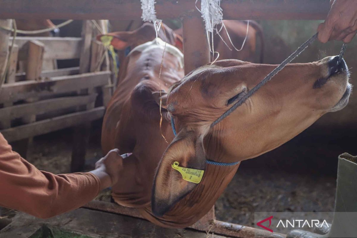 Wabah PMK merebak, Pemprov Jatim tetapkan status keadaan darurat