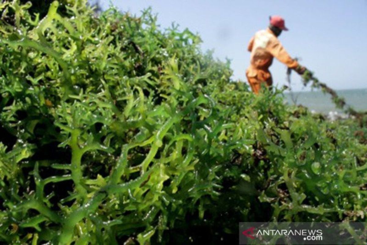 KKP fokuskan rumput laut sebagai salah satu komoditas unggulan