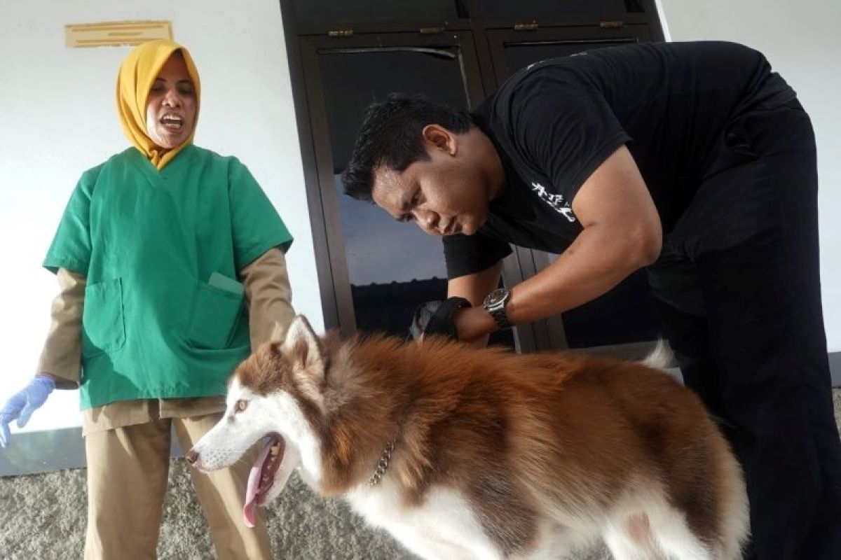 Madiun sediakan layanan kesehatan hewan peliharaan