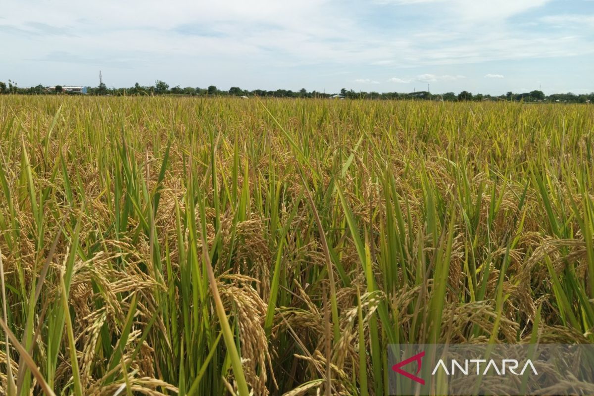 Pemkab Indramayu sebut produksi padi capai 1,7 Juta ton pada 2024