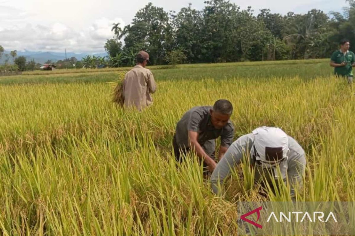 Harga beli gabah petani di Aceh Barat Daya di bawah HPP